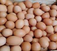 Telur Ayam 1kg